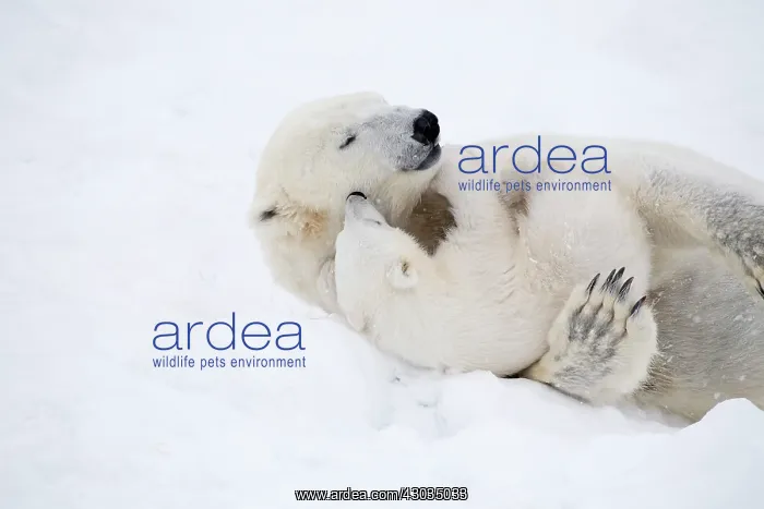 : Mammal. Polar Bear in snow, playing with its 4 month old cub : Mammal. Polar Bear in snow, playing with its 4 month old cub