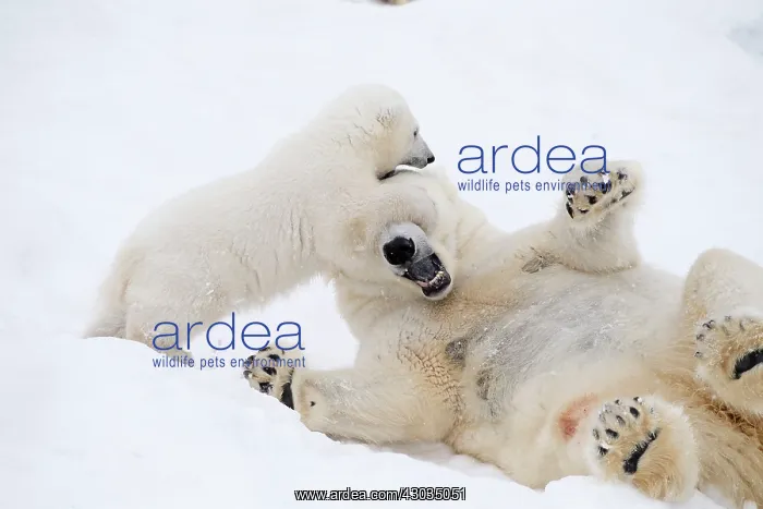 : Mammal. Polar Bear in snow, playing with its 4 month old cub : Mammal. Polar Bear in snow, playing with its 4 month old cub