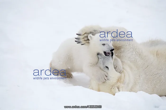 : Mammal. Polar Bear in snow, playing with its 4 month old cub : Mammal. Polar Bear in snow, playing with its 4 month old cub