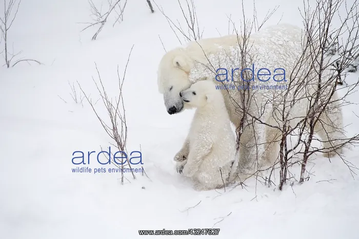 : Mammal. Polar Bear in snow, playing with its 4 month old cub : Mammal. Polar Bear in snow, playing with its 4 month old cub