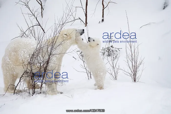 : Mammal. Polar Bear in snow, playing with its 4 month old cub : Mammal. Polar Bear in snow, playing with its 4 month old cub