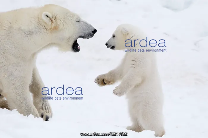 : Mammal. Polar Bear in snow, playing with its 4 month old cub : Mammal. Polar Bear in snow, playing with its 4 month old cub