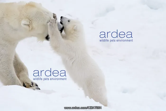 : Mammal. Polar Bear in snow, playing with its 4 month old cub : Mammal. Polar Bear in snow, playing with its 4 month old cub