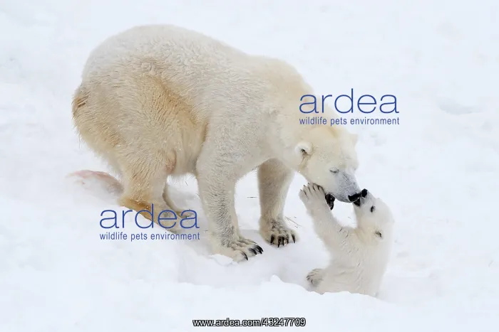 : Mammal. Polar Bear in snow, playing with its 4 month old cub : Mammal. Polar Bear in snow, playing with its 4 month old cub