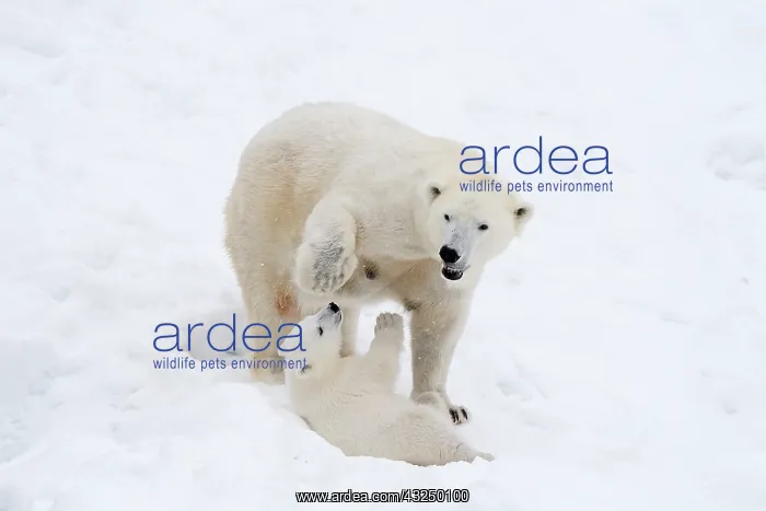 : Mammal. Polar Bear in snow, playing with its 4 month old cub : Mammal. Polar Bear in snow, playing with its 4 month old cub