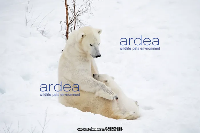 : Mammal. Polar Bear in snow, suckling 4 month old cub : Mammal. Polar Bear in snow, suckling 4 month old cub
