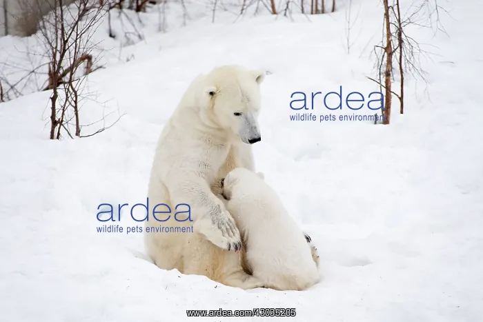 : Mammal. Polar Bear in snow, suckling 4 month old cub : Mammal. Polar Bear in snow, suckling 4 month old cub