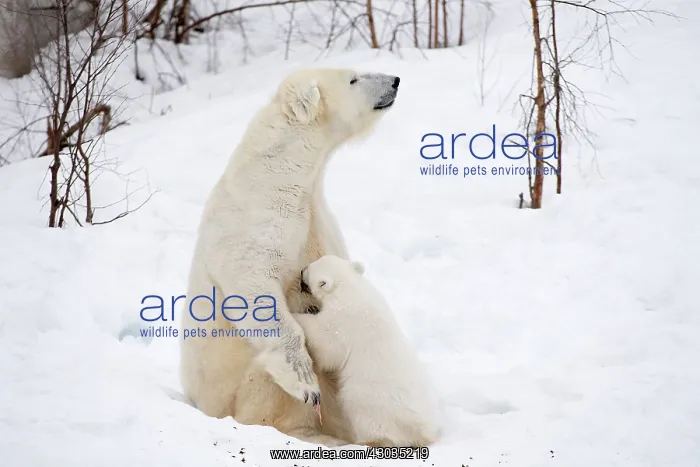 : Mammal. Polar Bear in snow, suckling 4 month old cub : Mammal. Polar Bear in snow, suckling 4 month old cub