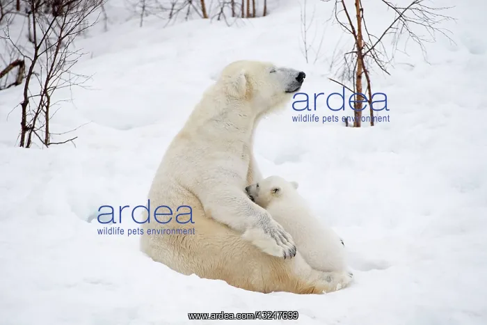 : Mammal. Polar Bear in snow, suckling 4 month old cub : Mammal. Polar Bear in snow, suckling 4 month old cub