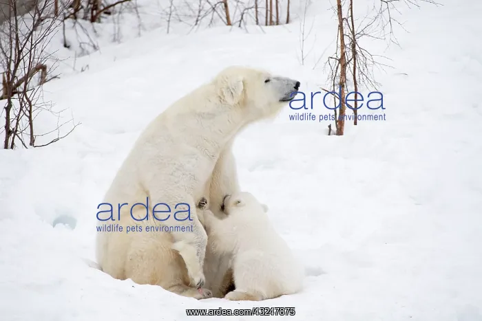 : Mammal. Polar Bear in snow, suckling 4 month old cub : Mammal. Polar Bear in snow, suckling 4 month old cub