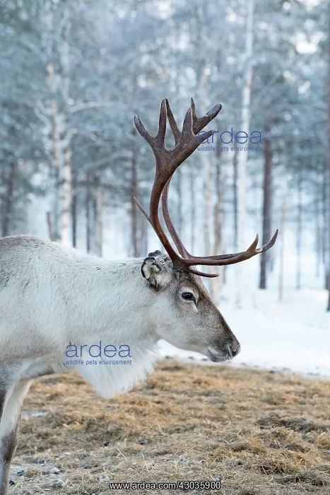 : Mammal. Reindeer : Mammal. Reindeer
