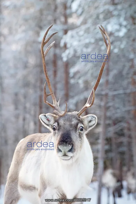 : Mammal. Reindeer : Mammal. Reindeer
