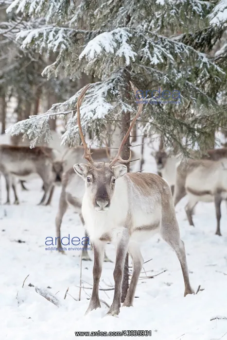 : Mammal. Reindeer : Mammal. Reindeer