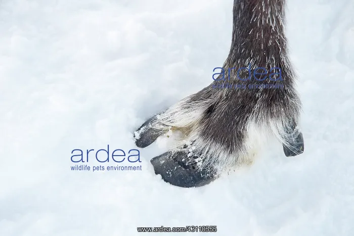  : Mammal. Reindeer