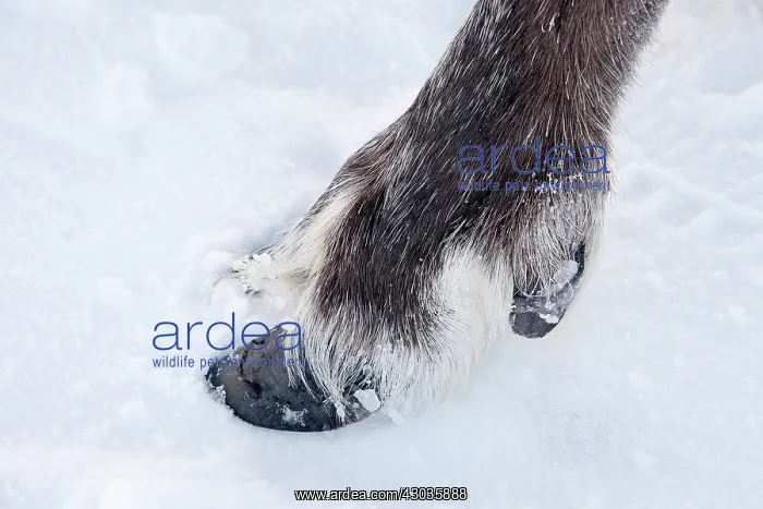 : Mammal. Reindeer foot in snow