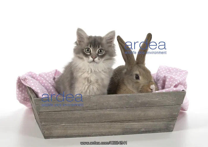 : Mammal. Tiffanie kitten( blue shaded ) with pet : Mammal. Tiffanie kitten( blue shaded ) with pet