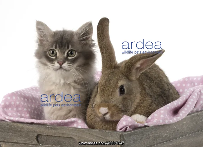 : Mammal. Tiffanie kitten( blue shaded ) with pet : Mammal. Tiffanie kitten( blue shaded ) with pet