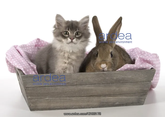 : Mammal. Tiffanie kitten( blue shaded ) with pet : Mammal. Tiffanie kitten( blue shaded ) with pet