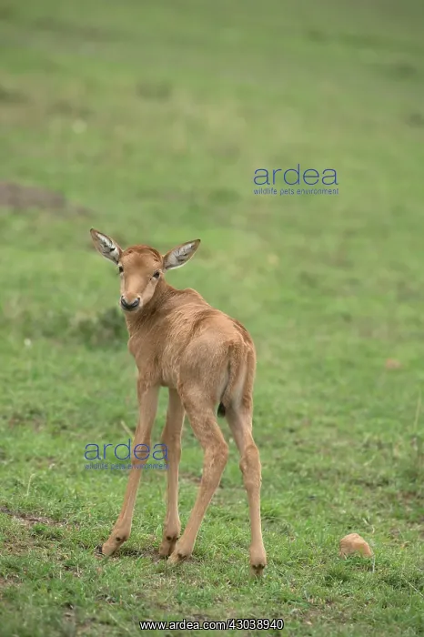 : Mammal. TOPI, new born, very young. Masai Mara, Kenya : Mammal. TOPI, new born, very young. Masai Mara, Kenya