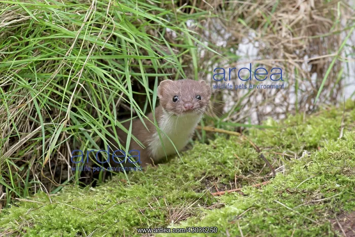  : Mammal. Weasel