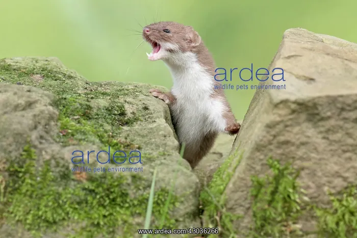  : Mammal. Weasel