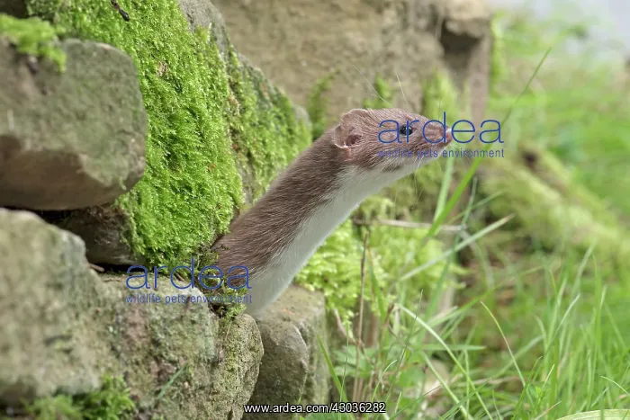  : Mammal. Weasel