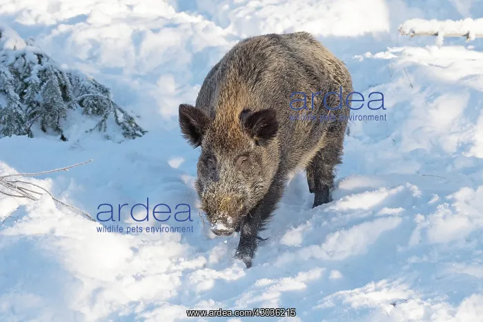 : Mammal. Wild Boar : Mammal. Wild Boar