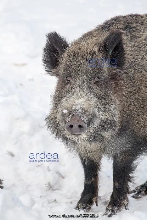: Mammal. Wild Boar : Mammal. Wild Boar