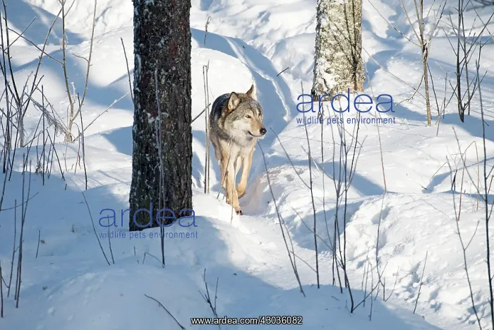 : Mammal. Wolf : Mammal. Wolf