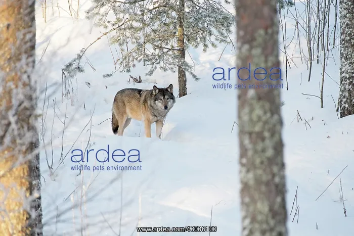 : Mammal. Wolf : Mammal. Wolf