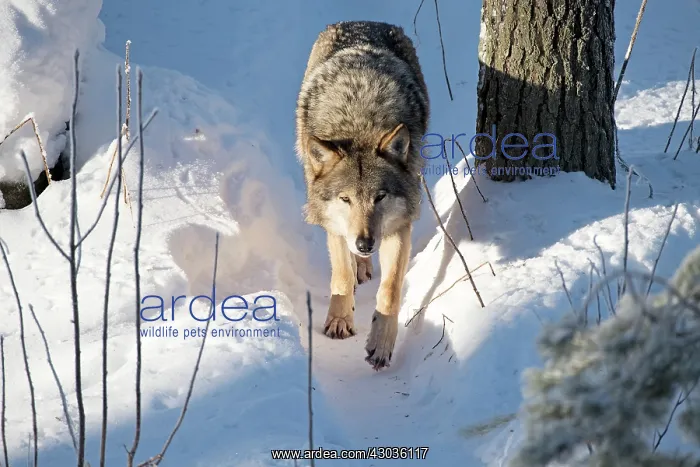  : Mammal. Wolf