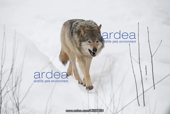 : MAMMAL. Wolf in snow : MAMMAL. Wolf in snow