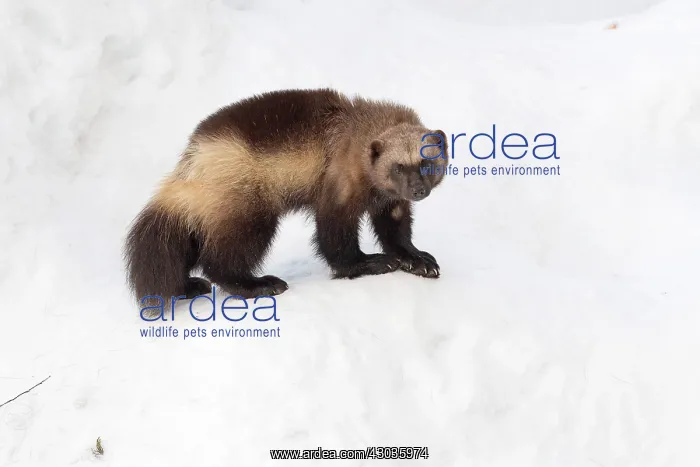 : Mammal. Wolverine : Mammal. Wolverine