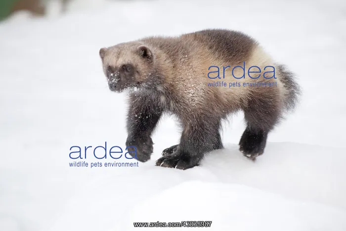 : Mammal. Wolverine : Mammal. Wolverine