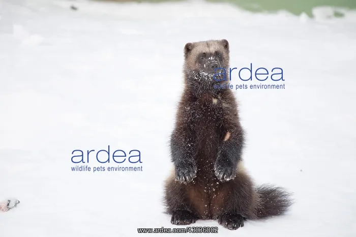 : Mammal. Wolverine : Mammal. Wolverine