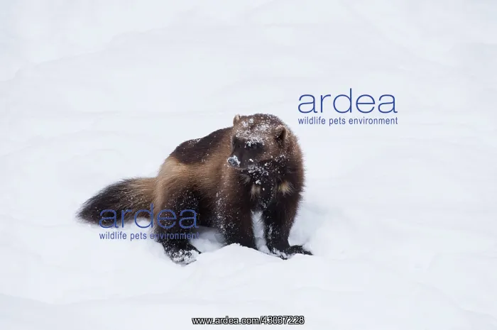 : MAMMAL. Wolverine in snow : MAMMAL. Wolverine in snow