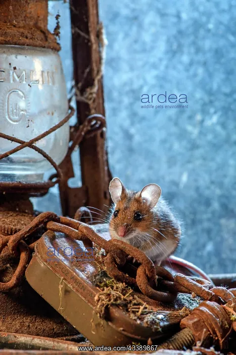 : MAMMAL. Wood Mouse or Long Tailed Field Mouse : MAMMAL. Wood Mouse or Long Tailed Field Mouse