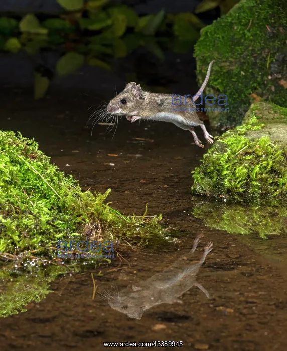 : MAMMAL. Wood Mouse or Long Tailed Field Mouse : MAMMAL. Wood Mouse or Long Tailed Field Mouse