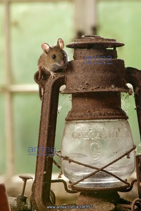 : MAMMAL. Wood Mouse or Long Tailed Field Mouse : MAMMAL. Wood Mouse or Long Tailed Field Mouse