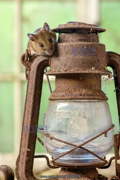 : MAMMAL. Wood Mouse or Long Tailed Field Mouse : MAMMAL. Wood Mouse or Long Tailed Field Mouse