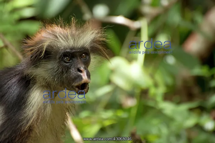 : Mammal. Zanzibar red Colobus, Zanzibar Africa : Mammal. Zanzibar red Colobus, Zanzibar Africa
