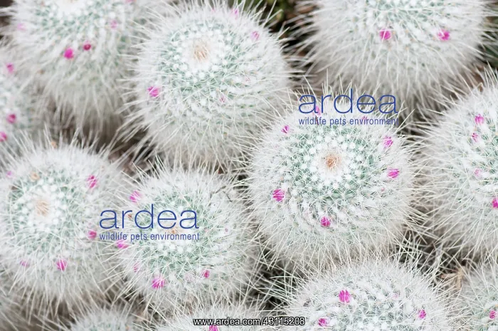 : Mammillaria geminispina, Cactus, Pincushion cactus, White, E : Mammillaria geminispina, Cactus, Pincushion cactus, White, E