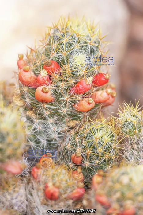 : Mammillaria prolifera x aporophyllum : Mammillaria prolifera x aporophyllum