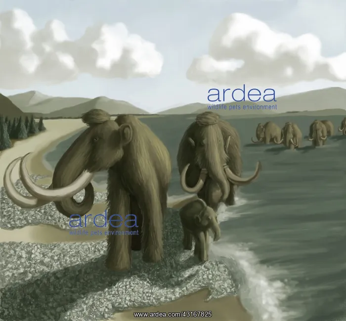 : Mammoth. Illustration of a Woolly Mammoth (Mammuthus primigenius) herd, : Mammoth. Illustration of a Woolly Mammoth (Mammuthus primigenius) herd,