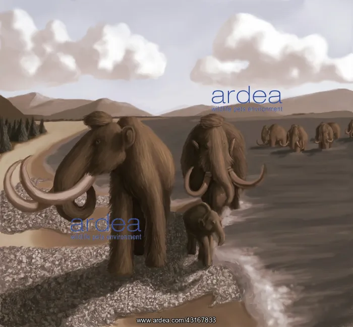 : Mammoth. Illustration of a Woolly Mammoth (Mammuthus primigenius) herd, : Mammoth. Illustration of a Woolly Mammoth (Mammuthus primigenius) herd,