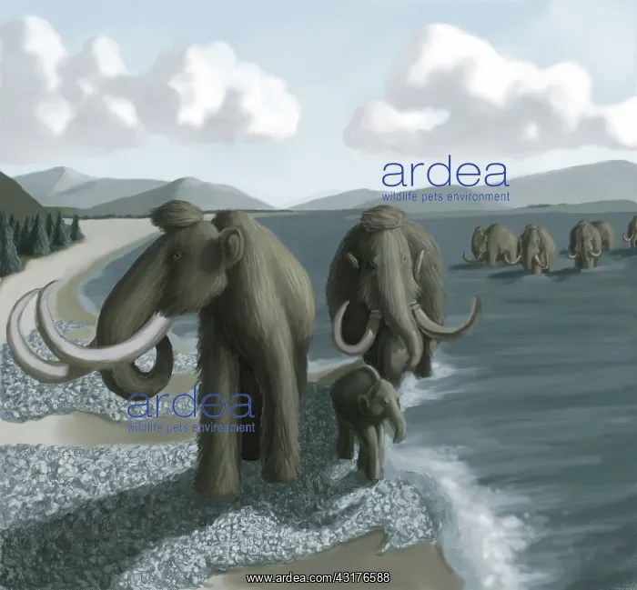 : Mammoth. Illustration of a Woolly Mammoth (Mammuthus primigenius) herd, : Mammoth. Illustration of a Woolly Mammoth (Mammuthus primigenius) herd,