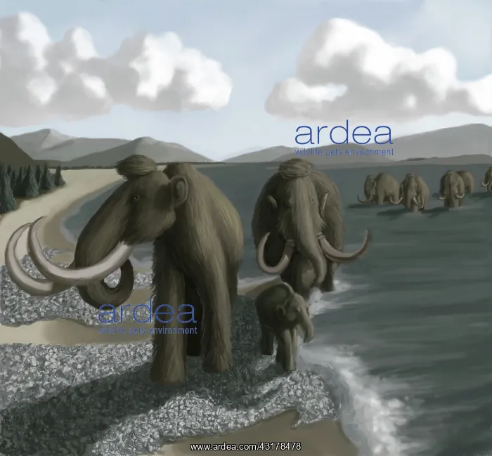 : Mammoth. Illustration of a Woolly Mammoth (Mammuthus primigenius) herd, : Mammoth. Illustration of a Woolly Mammoth (Mammuthus primigenius) herd,