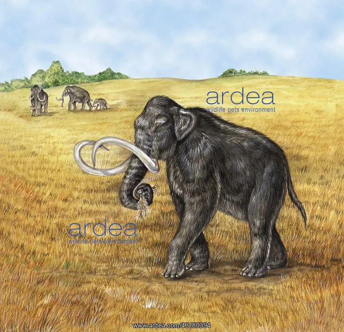 : Mammoth. This extinct North American elephant : Mammoth. This extinct North American elephant