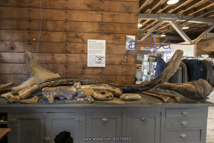 : Mammoth bone (Mammuthus) and tusk : Mammoth bone (Mammuthus) and tusk