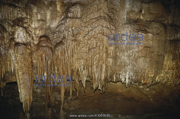 : Mammoth Cave : Mammoth Cave
